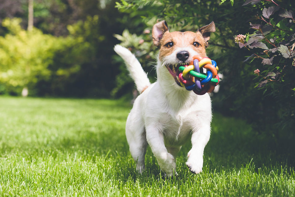 Doggie Appreciation Day!